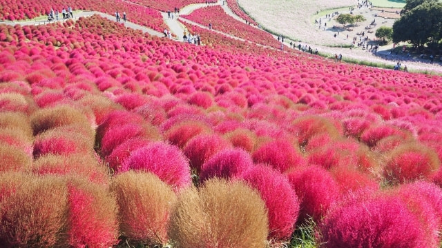 ひたちなか海浜公園